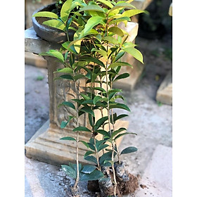 Mua Cây hoa Mộc Hương giống