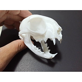 Mua Mô hình đầu lâu  hộp sọ mèo  tỉ lệ 1:1  trang trí chuồng bò sát  kinh dị  tiểu cảnh
