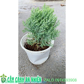 Câu Tùng Bồng Lai