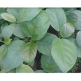 Mua Cây vả mật giống 20-60cm