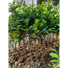 CÂY MAI ĐẠI LỘC GIỐNG ( CÂY CAO 50-60CM) CHƯA UỐN BONSAI