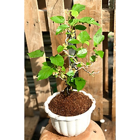 Cây dâu tằm bonsai