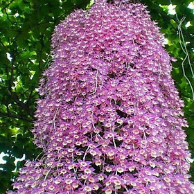 Hoa phong lan hạc vĩ thiên cung lữ bố