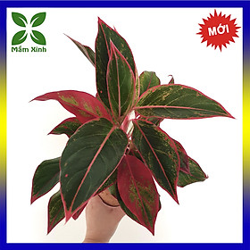 Mua Cây giống phú quý Aglaonema hybrid  Crete  Mầm Xinh
