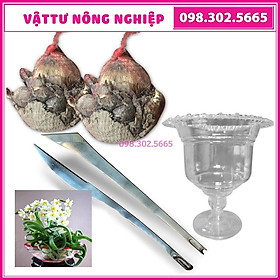 Combo 1 ly dưỡng + 1 bộ dao tỉa + 2 Củ giống hoa thủy tiên, củ to, đẹp, tròn đều loại 1