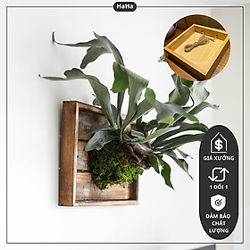 Bảng gỗ trồng cây ổ rồng trồng lan treo tường kích thước 25cm x 25cm CCG18