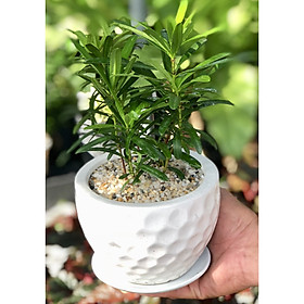 Mua Chậu sứ cây Tùng Vạn Niên tặng kèm đá trang trí