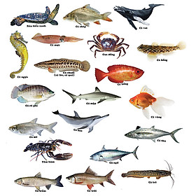 Bộ thẻ học các loài sinh vật dưới nước (có đế kê), giáo cụ mầm non, Flashcards thông minh