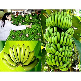 CÂY GIỐNG CHUỐI TIÊU HỒNG SIÊU QUẢ