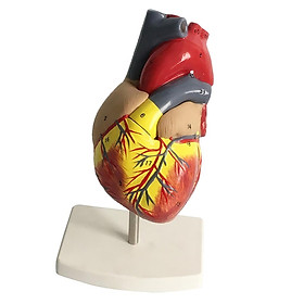 Hình ảnh Human Lifesize Anatomical Emulational Heart Anatomy Viscera Model Learning