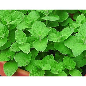 Mua Cây giống bạc hà