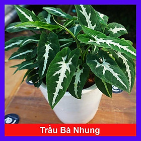 Mua Trầu Bà Nhung - cây cảnh để bàn + Tặng phân bón cho cây mau lớn