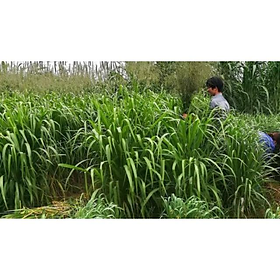 Mua Hạt giống cỏ Mombasa ghine - cỏ sả lá lớn - cỏ chăn nuôi ( 500g)