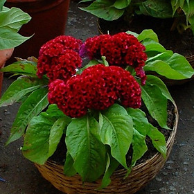 Bộ gói hạt giống Mào gà búa