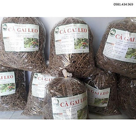 CHUẨN Cà gai leo nhà trồng trị gan