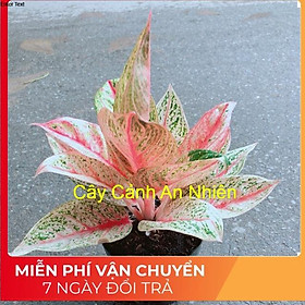 Hình ảnh Cây Phú Quý Giống Đặc Biệt