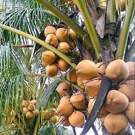 Mua Cây dừa malai nhập khẩu