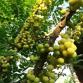 Mua Giống Chùm Ruột Thái Trái Ngọt Siêu Sớm Giống Chuẩn