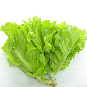Mua Giống Rau Xà lách mỡ