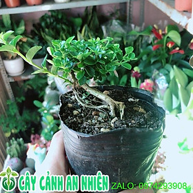 Mua Cây Sam Hương Dáng Thác Đổ