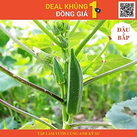 Mua 5 Hạt giống đậu bắp xanh cao sản - Làm vườn cực dễ cùng anh kỹ sư