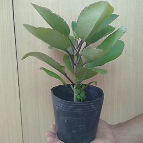 Cây Sống Đời giống cổ trồng trong nhà