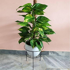 Mua Cây trầu ông (hình 2)