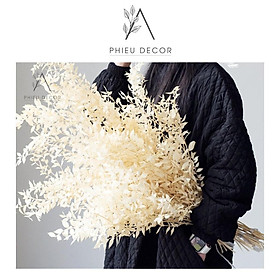 Mua Lá Ruscus Khô-Decor Nhà  Phụ Kiện Chụp Ảnh