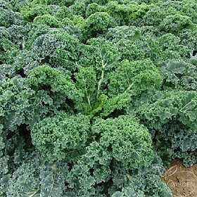 Mua Hạt giống cải xoăn kale Starbor (25 hạt)