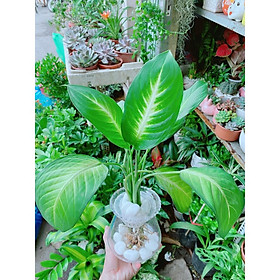Mua Vạn Niên Thanh Trồng Thủy Sinh