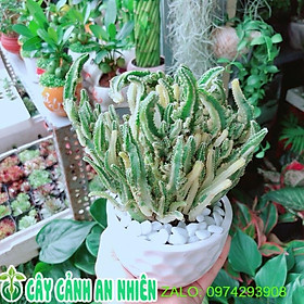 Chậu Cây Xương Rồng Thanh Sơn