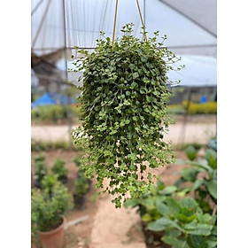 Chậu treo cây vảy rồng.