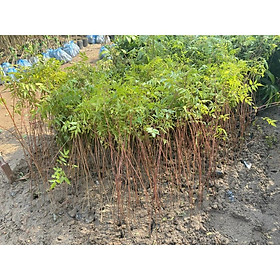 Cây giống Xoan Đào cây trồng lấy gỗ rất được ưa chuộng dùng làm đồ thủ công mỹ nghệ