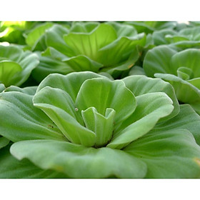 Mua Bèo Cái Thuỷ Sinh (20 cây
