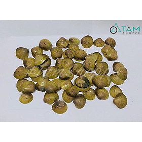 Bịch 200gr Vỏ sò biển trang trí lớn nhỏ ĐK3-5cm VOSO-15