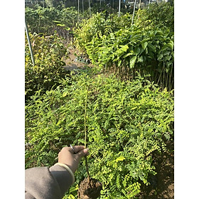 Cây hoa Hòe mang lại nhiều công dụng từ hoa, quả, lá giống chuẩn F1