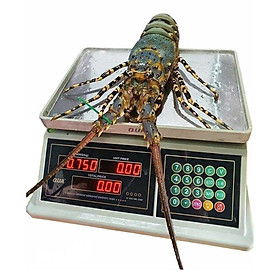 Mua Cân điện tử tính tiền 30kg bán thịt cá - cân điện tử QUA 30kg tính tiền tốt & chống nước tốt