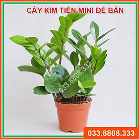 Cây nội thất kim tiền mini để bàn - Cây tiền tài, tài lộc