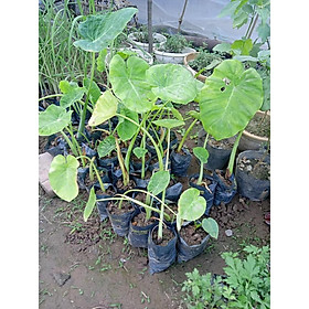 Set 2 cây bạc hà nấu canh chua  - Đơn hàng thanh toán trước tặng 1 cây