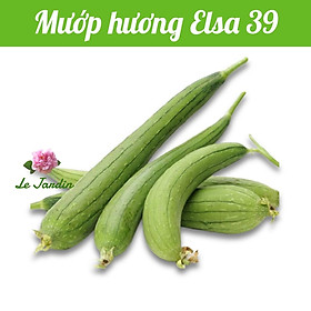 Hạt giống mướp hương gói 1gr - Dễ trồng
