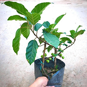 Mua Cây sung nếp siêu quả  giống mới cao 50 cm (Ảnh thật đang trái)