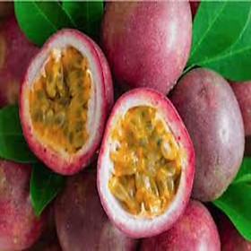 Cây giống CHANH LEO gieo hạt- Cây giống chuẩn F1- cho năng suất cao