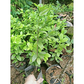 Mua Cây mai tứ quý giống cao 50-60cm cây như hình
