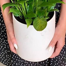 Chậu cây trúc nhật