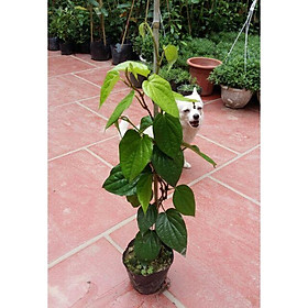 Mua Combo 02 Cây trầu không (trầu quế) giống