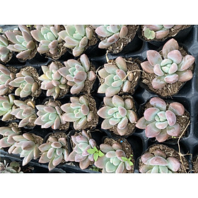 Mua Cây sen đá sỏi hồng lá dài size 5-6cmhàng sẵn