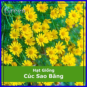 Mua Hạt Giống Hoa Cúc Sao Băng