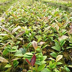 CÂY TRÀ HOA VÀNG - CÂY DƯỢC LIỆU