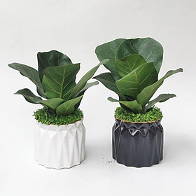Mua Cây bàng Sing mini để bàn y hình  trang trí nội thất