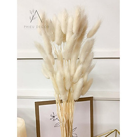 Mua Cỏ Đuôi Thỏ Lagurus Bunny Tails - Decor  Chụp Ảnh